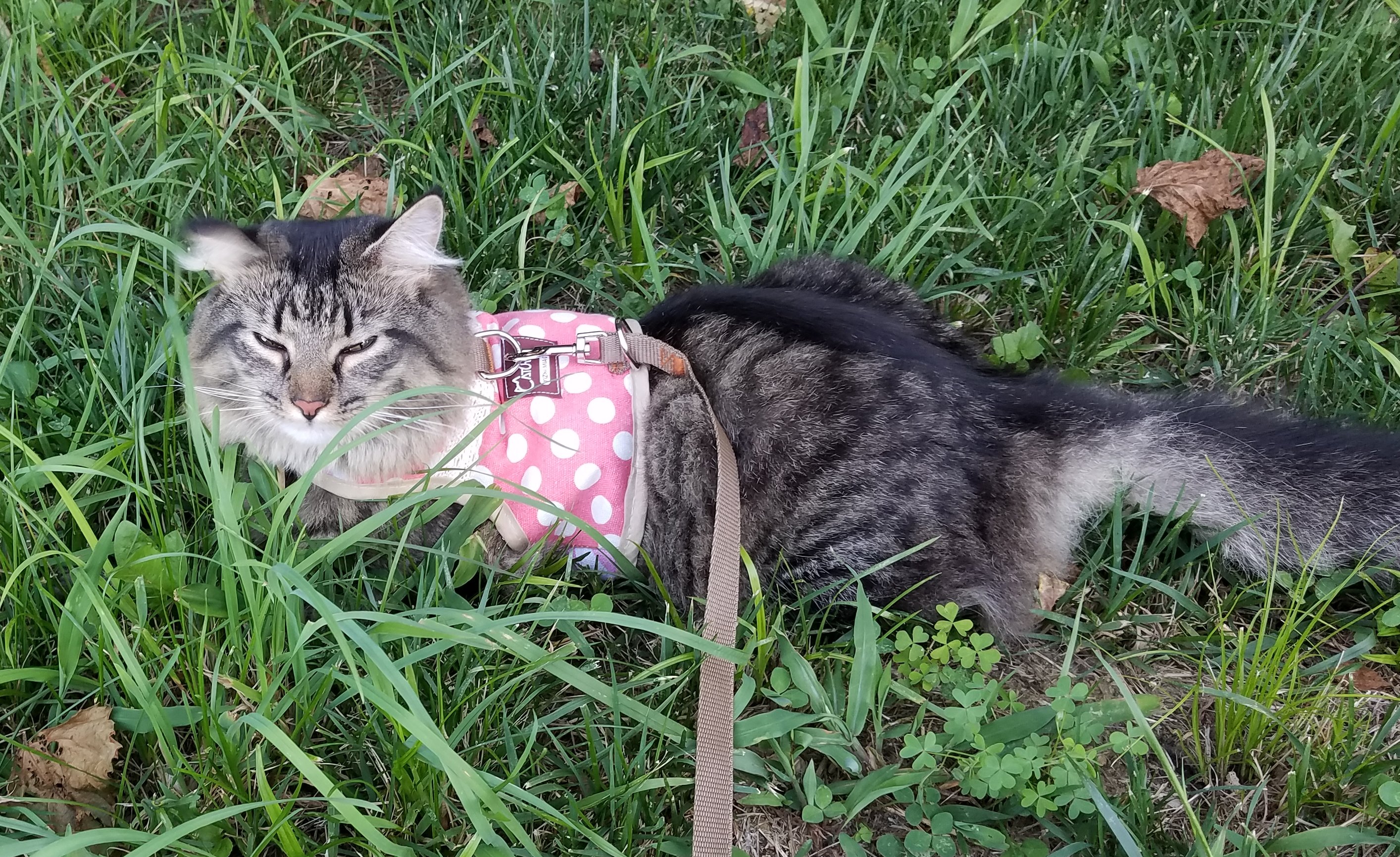 Holly in the grass 2