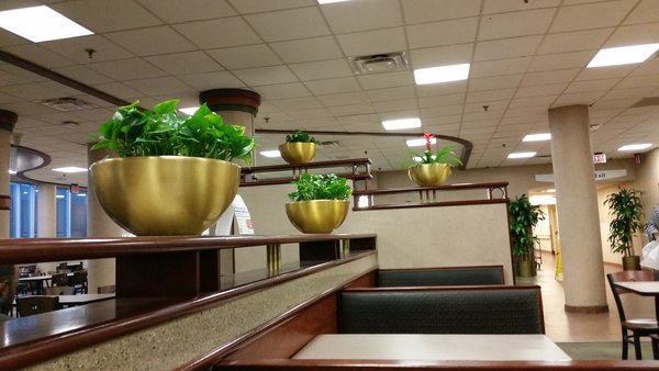 plants in bowls