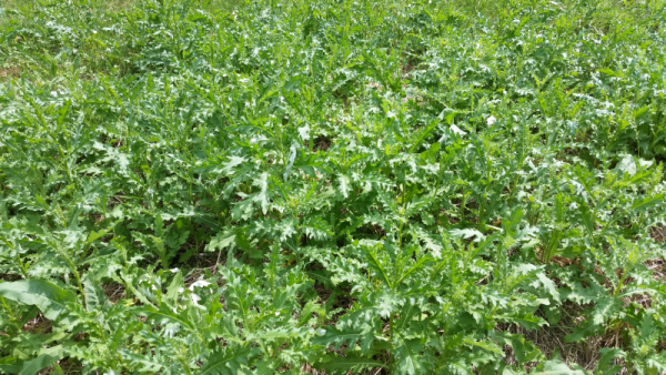 Healthy Thistle Plants